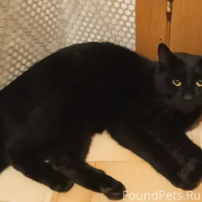 Найден кот, район старого рынка