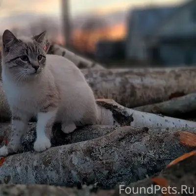 Пропал кот, район ул. Горной