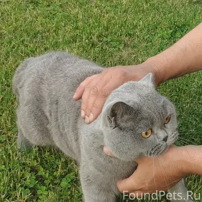 Пропал кот Сеня, база отдыха
