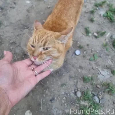 Найден кот, район Титова 46