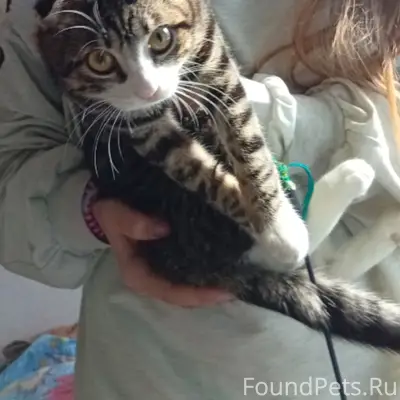 Пропал кот Рокки, ул. 9 Мая