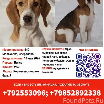 Пропала собака Мэй, вознаграждение 100 000 рублей