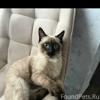 Пропал кот Кузя, район жд