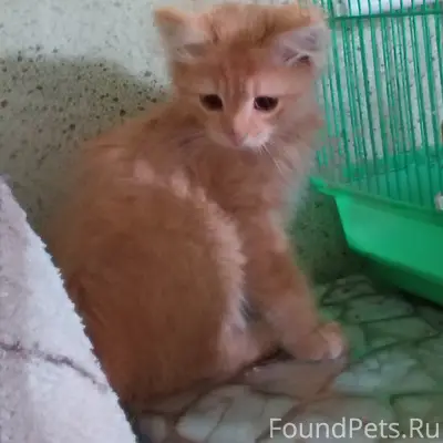 Пропал котёнок, район Калинка
