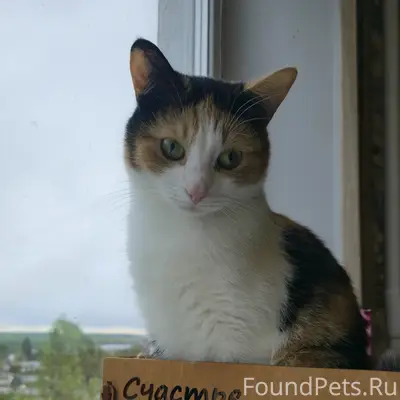 Пропала кошка Сима, 10 дом