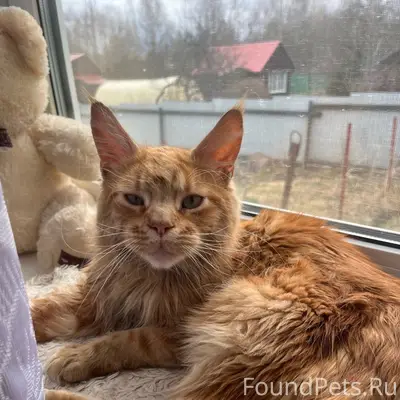 Пропал мейнкун, улица Калинина