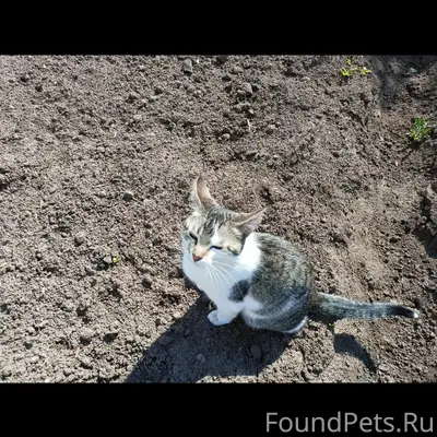 Пропала кошка Вилли, СХТ, ул. Заречная