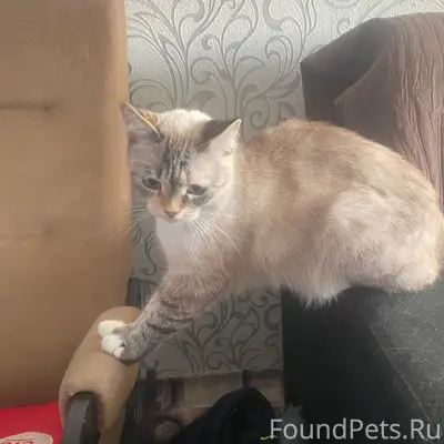 Пропала кошка Клепа, ул. Чкалова