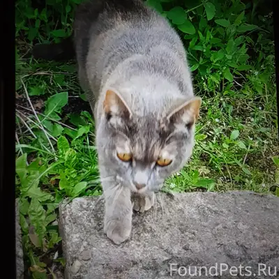 Найдена дымчатая кошка, Белинского - Красносельская