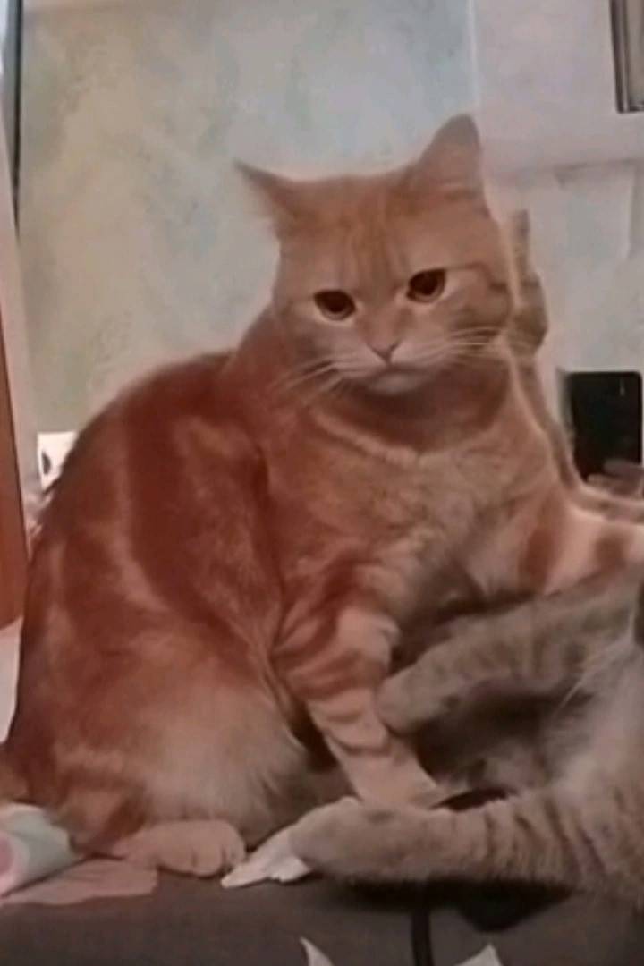 Пропал кот Кот, 35 квартал (пр. Молодёжный)