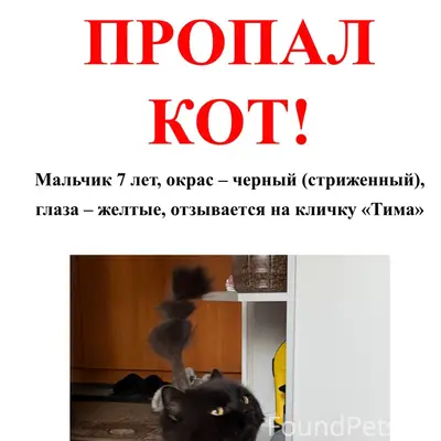 Пропал кот Тима, С. Лопушь