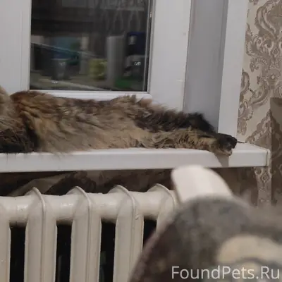 Пропала кошка