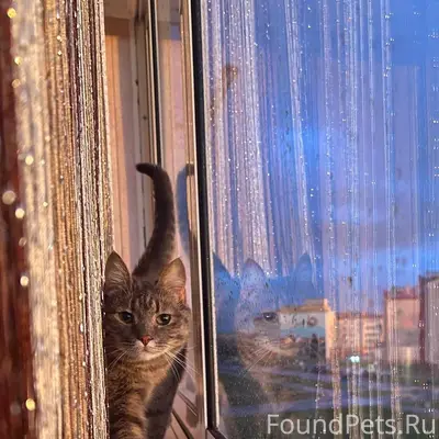 Пропала кошка Рыся/Ириска, Заводская улица