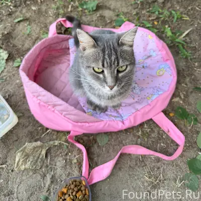 Найдена кошка, предположительно домашняя