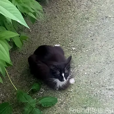 Найдена кошка, Пермь, район дкж