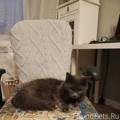 Найдена кошка, район метро Международная