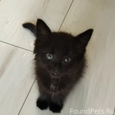 Найден котёнок, Кошелев, Калуга