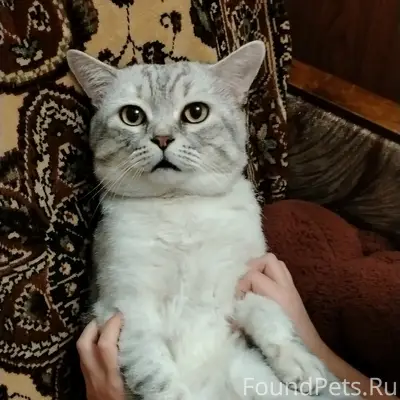 Пропал кот Боня, улица Спортивная