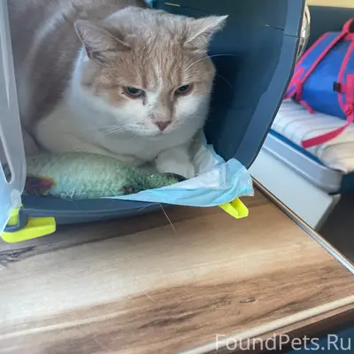 Пропал британец, Слободской район