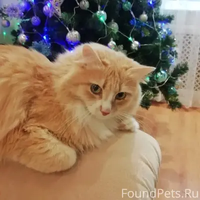 Пропал рыжий кот Персик, район автовокзала