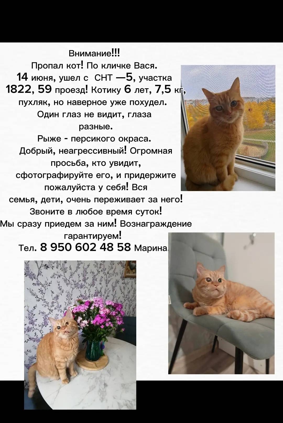 Пропал кот, Автозаводский район