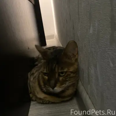 Найдена бенгальская кошка, ЕКАД, Полевской тракт