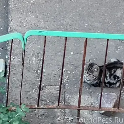 Найден вислоухий кот, ул. Ив. Сусанина