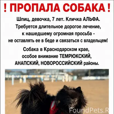 Пропала девочка чёрный шпиц Альфа, Краснодарский край