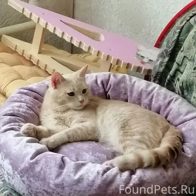 Пропал кот Персик, район ул. Короленко и ул. Ульяновой