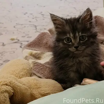 Пропал котёнок