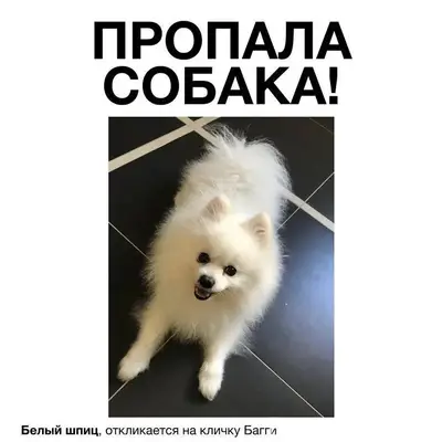 Пропал городской пёс, Пластунка