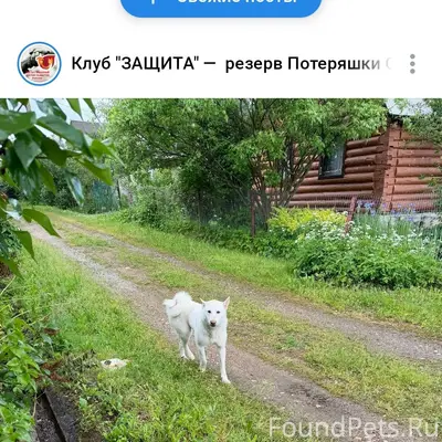 Найдена белая лайка, деревня Новая Шурма