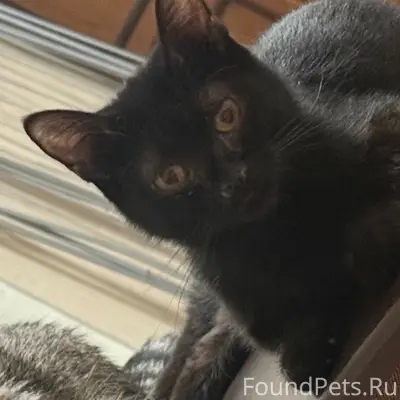 Пропала кошка Боня, 15 микрорайон