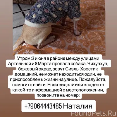 Пропала Чихуахуа Сиэль, район Артельной и 8 марта