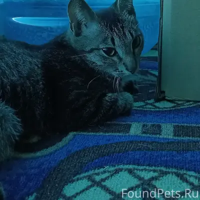 Найден котёнок, ул. Комарова 20