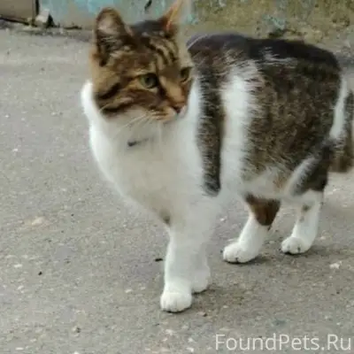 Найдена кошка с ошейником, Иваново