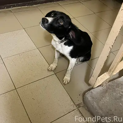 Найден тип собака, Юзр, ул. Коллективная