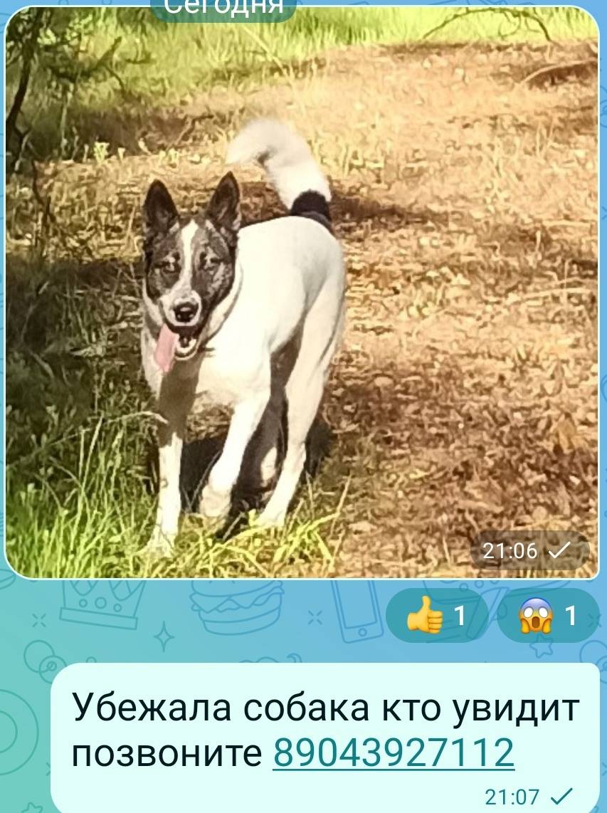 Пропала собака, Тарасиха