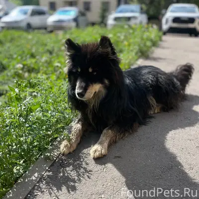 Найден домашний пёс, местоположение неизвестно
