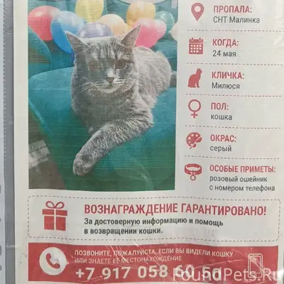 Пропала кошка, снт Малинки (север)