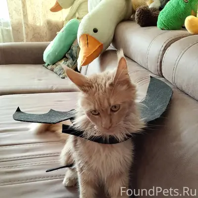 Пропала кошка, на 9 Мая