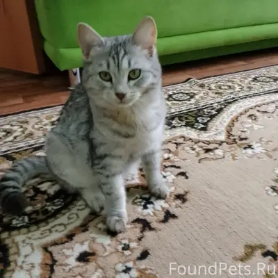 Пропала кошка, район школы искусств