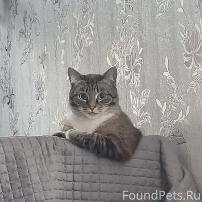 Пропал кот Джейсон, 1-я красная улица