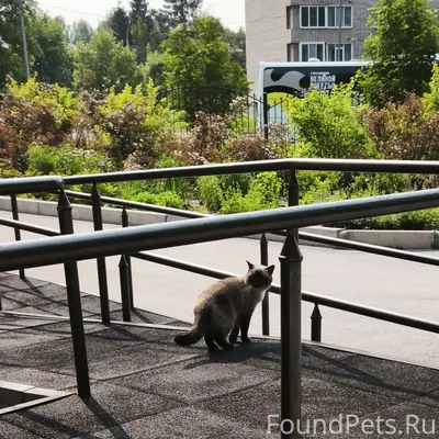 Найдена сиамская кошка, район т. Ц. «Простор»