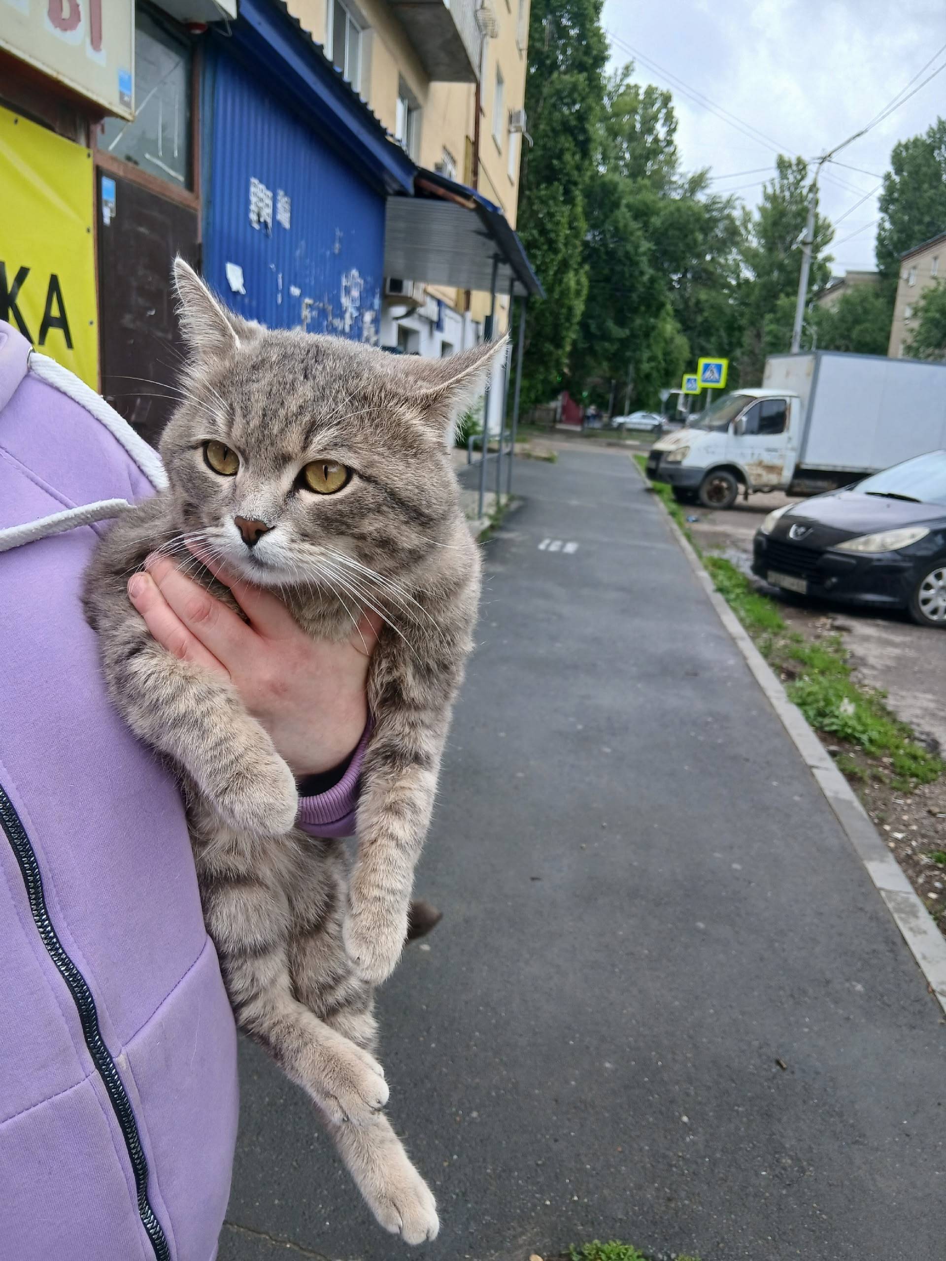 Пропал кот, Саратов, Ломоносова 18