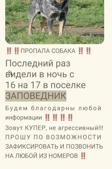 Пропала собака, Сысертский район