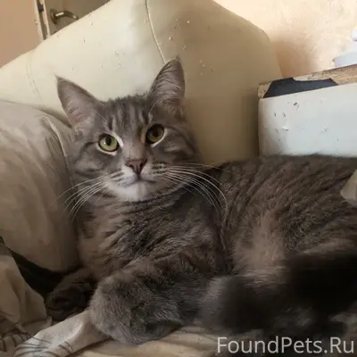 Пропал кот, Малаховка
