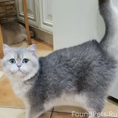 Пропала кошка Маня, район Дока