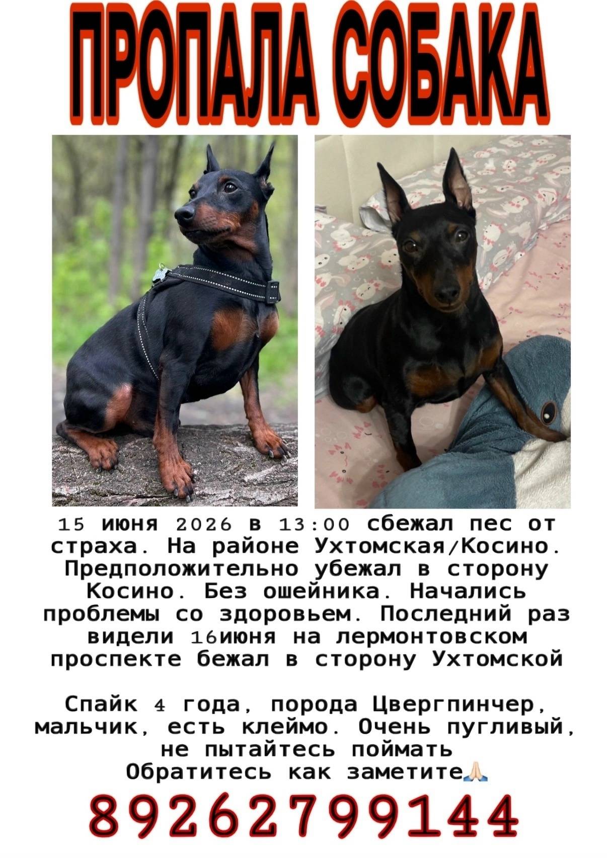 Пропал Цвергпинчер Спайк, район Ухтомская/Косино