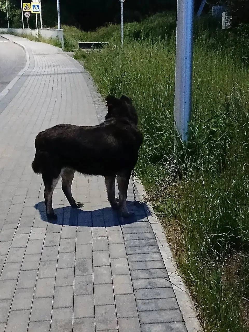 Пропала собака, была у ТЦ Элида и в п. Невское